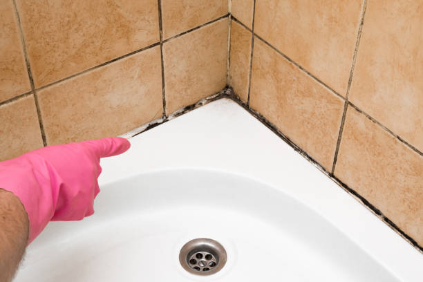 Best Insurance-Related Mold Remediation in Rayne, LA